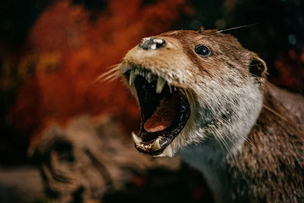 Closeup Otter Sculpture Its Mouth Open Getting Ready Bite Something — Stockfoto