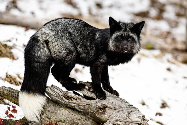 Closeup Black Fox Forest Winter — Stok fotoğraf