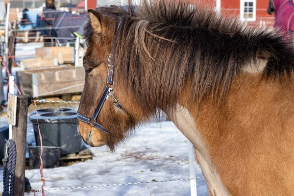 Closeup Shot Brown Horse Wearing Halter — Stock Photo, Image