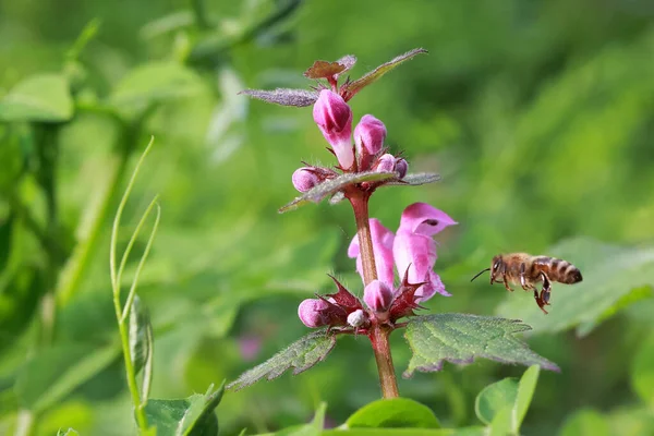 在模糊的背景下 一只蜜蜂的特写镜头接近花园中被发现的枯死的荨麻花 — 图库照片