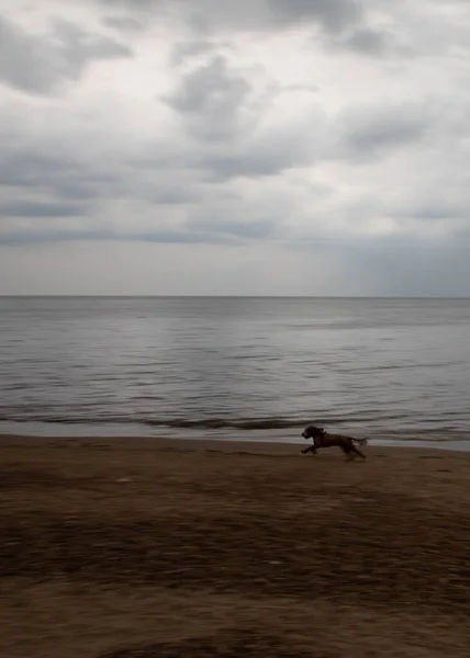 Vertical Shot Dog Running Stormy Rainclouds Hunstanton Beach Norfolk — Stok fotoğraf