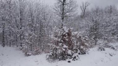 A scenic view of leafless forests covered with snow in winter in Bavaria, Germany