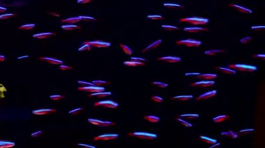 Cardinal fish are swimming in the cabinet.