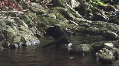 A beautiful shot of a black Labrador retriever playing in the shallow water of a flowing creek in daylight in Valle di Muggio, Ticino, Switzerland
