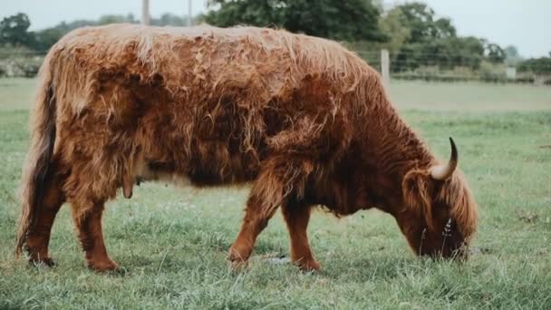 Scottish Highland Cow Horns Grasing Eating Grass Field Farm Cloudy — Stock videók