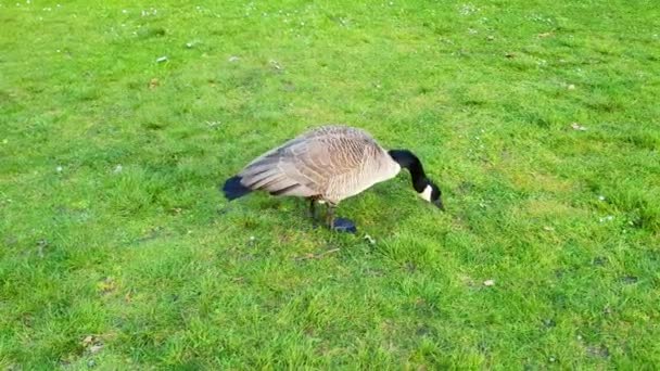 Wild Ducks Eating Grass Nearby While Camera Follows Him Side — Video