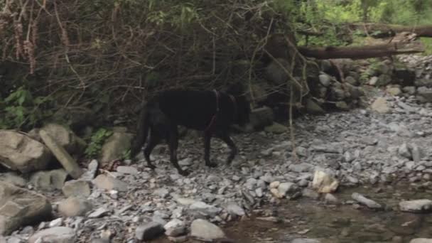 Beautiful Shot Black Labrador Retriever Walking Stones Flowing Creek Daylight — Αρχείο Βίντεο