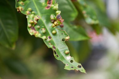 A close-up shot of a damaged guava leaf in a blurry background