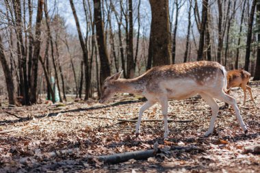 A closeup of a cute deer walking in the woods surrounded by autumnal foliage and trees