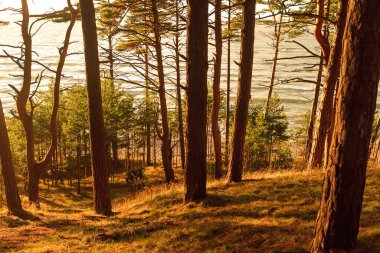 a shot of forest at golden hour