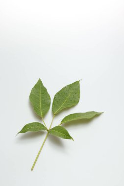 İzole edilmiş beyaz zemin üzerinde yeşil yapraklar eğreltiotu tropikal yağmur ormanları. Yumuşak ışık ve boşluk kopyala.