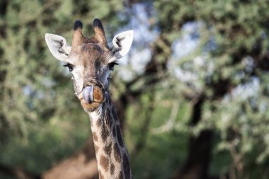 A closeup shot of a giraffe licking its nose and looking straight at the camera