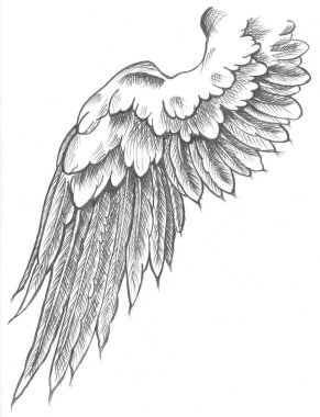 A sketch of a bird wing against white background. Creative tattoo ideas