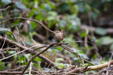 The Wren in a woodland setting sitting on a branch.