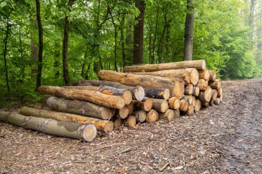 Macaristan 'ın Zalaegerszeg kentindeki Csacs Botanik Bahçesi (Csacsbozsoki Botanik Bahçesi)