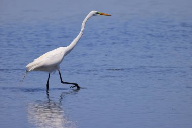 Sudaki beyaz bir vincin yakın çekimi.