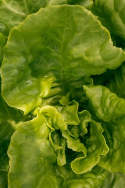 A vertical closeup of fresh lettuce leaves