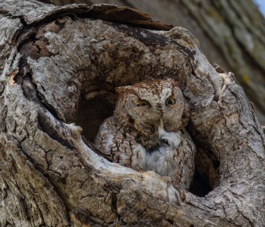 An owl in a tree hollow in a park