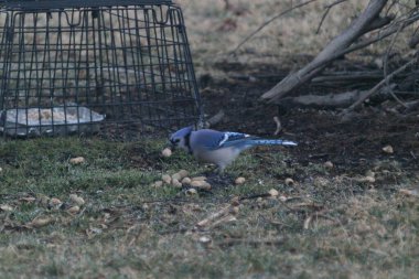 The Blue Jay eating some seeds on the green grass