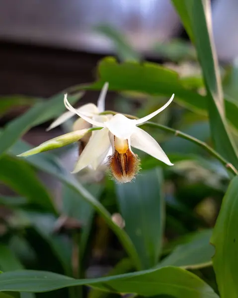 Vertical Shot White Orchid Botanical Garden Glasgow Scotland — Photo