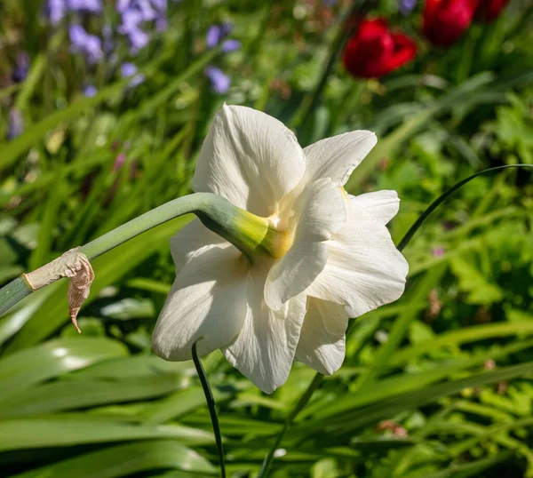 Closeup White Daffodil Flower Growing Garden Blurry Background — Zdjęcie stockowe