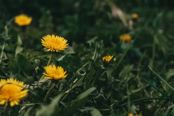 Een Close Met Gele Bloemen — Stockfoto