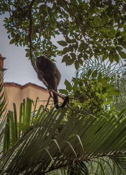 Vertical Shot Monkey Tree Jungle Costa Rica — Stok fotoğraf
