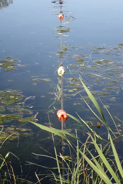 手前に藻と草のある小さな湖の上にある赤と白の浮体 Schontalweiher Ludwigswinkel Fischbach Rhineland Palatinate Germany — ストック写真