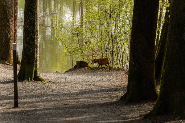 Beautiful Shot Dog Lake Silhouette Tall Tree Trunks Forest — Stock Photo, Image