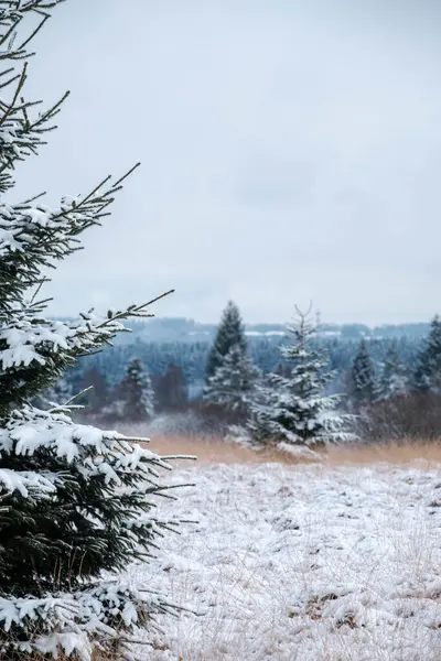 Vertical Shot Spruce Covered Snow Forest — Stok fotoğraf