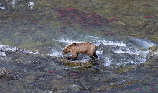 Brązowy Niedźwiedź Łowiący Ryby Rzece Katmai Alaska — Zdjęcie stockowe