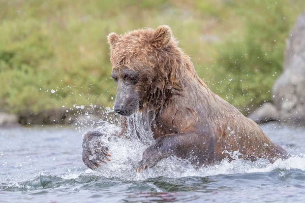 Orso Bruno Che Cattura Pesci Fiume Katmai Alaska — Foto Stock