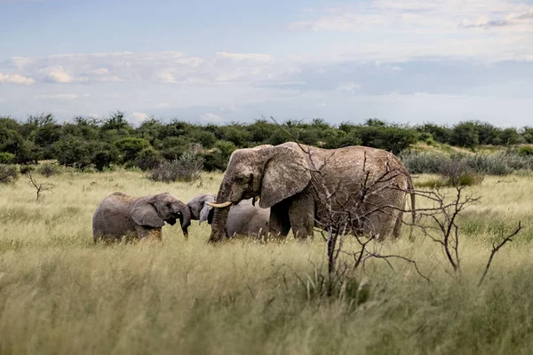 Closeup Herd Elephants Walking Together Savanna Surrounded Greenery — Photo