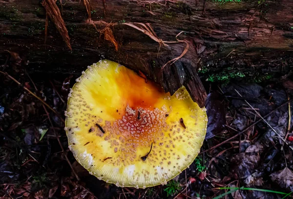 Mushroom Growing Forest Floor Mills Brock Forest — Zdjęcie stockowe
