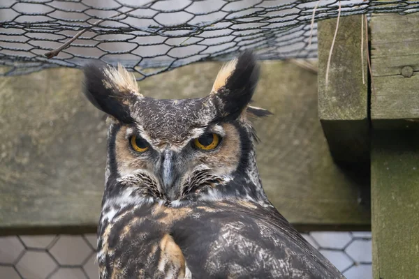 Closeup Shot Beautiful Owl Zoo — Foto Stock