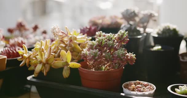 Closeup Tiny Green Succulent Plants Pots Sunlight — Stock videók