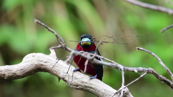 Black Red Broadbill Birds Collecting Nest Material Building Nest — Αρχείο Βίντεο