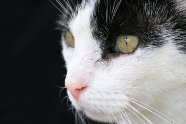 A close-up portrait of a black and white cat with a dark, blurry background