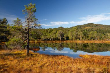 Norveç 'in Trondheim yakınlarındaki Bymarka Ormanı' nda güneşli güzel bir gün. Skjellbreia Gölü 'ne bak.