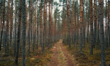 A scenic view of a pathway between green pine trees