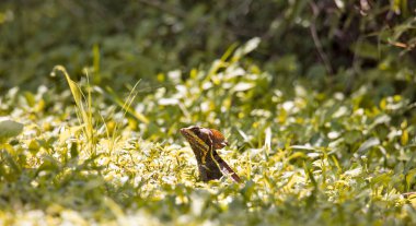 A beautiful shot of a basilisk lizard in a forest during the day