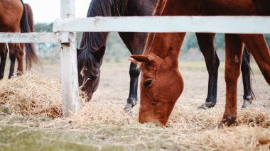 A closeup of brown and black horses eating hay in the farm