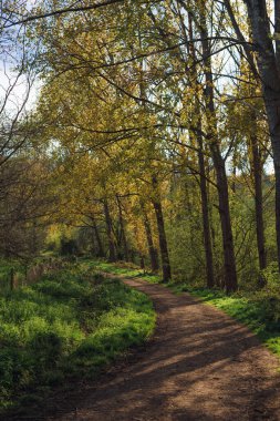 A vertical shot of trees growing in the forest in the UK