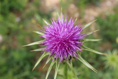 a closeup shot of pink flower on green background