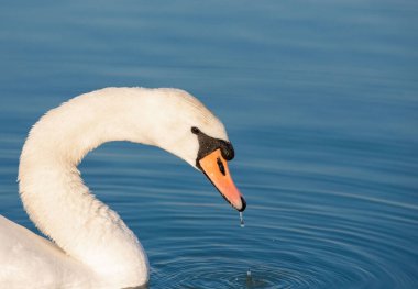 Profilinde beyaz bir kuğunun kafasının olduğu yakın plan, güzellik.
