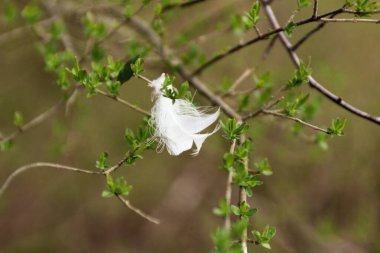 A closeup of a white feather on the tree branch with green leaves. Selected focus.