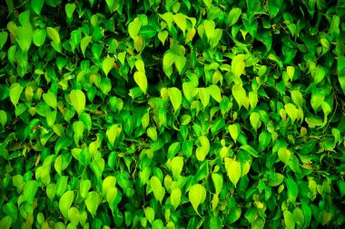 A wall of green leaves, great for background image.