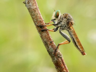 A closeup shot of a robber fly (Asilidae) on a branch