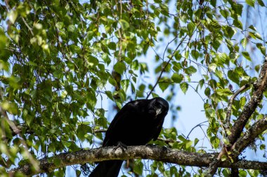 A low angle shot of a mysterious crow perched on a tree brancha