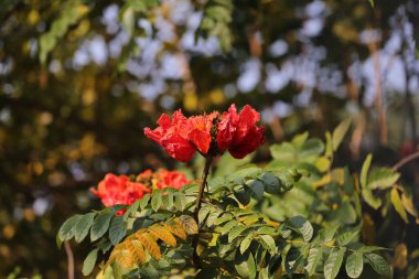 A closeup shot of african tuliptree
